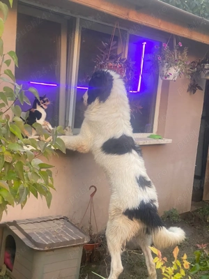 Ciobanesc de Bucovina  - imagine 2