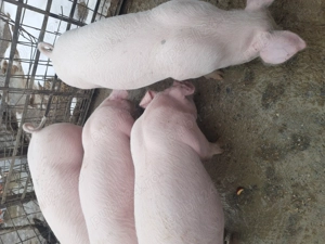 Vand purcei în Valea  Vinului 