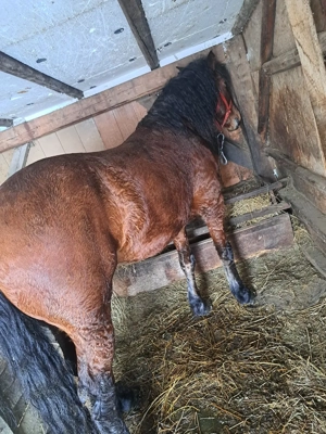 Armăsar de vânzare  - imagine 2