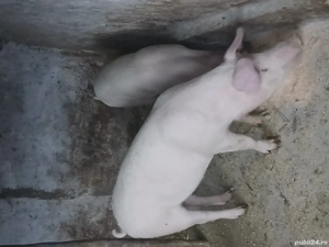 Vând 2 porci rasă de carne 