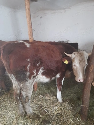 Vand 2 vaci tinere - imagine 2