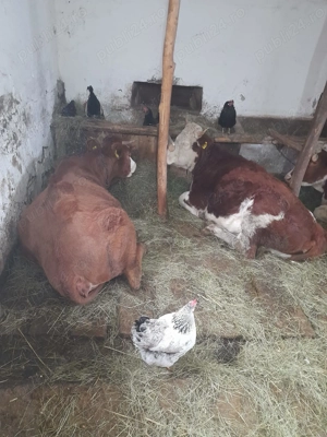 Vand 2 vaci tinere - imagine 3