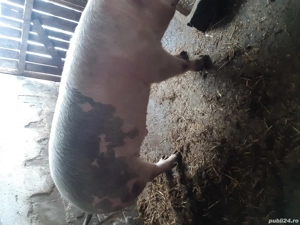 Porc de vânzare  - imagine 2