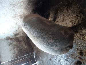 Porc de vânzare  - imagine 3