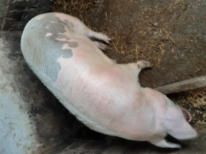 Porc de vânzare  - imagine 4