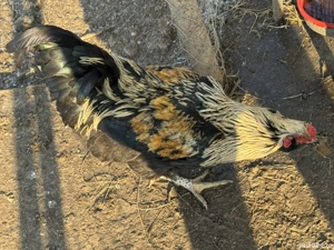 Vand cocosi diferite rase