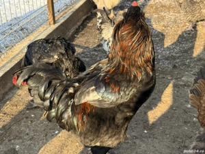 Vand cocosi diferite rase - imagine 2