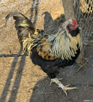 Vand cocosi diferite rase - imagine 3