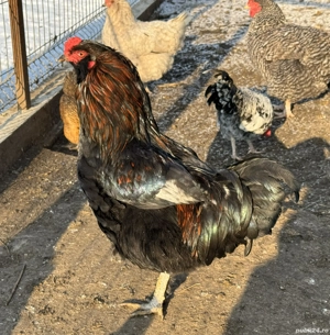 Vand cocosi diferite rase - imagine 4