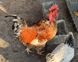 Vand cocosi diferite rase - imagine 5