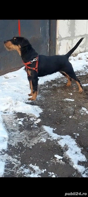 Jagdterrier Femela  - imagine 3