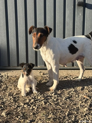 C țeluși Foxterrier  - imagine 5