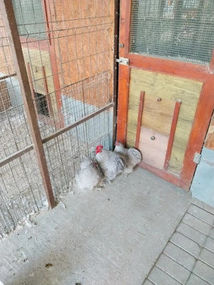 Cochinchina pitic izabel  