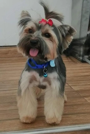 Yorkshire Terrier toy  - imagine 4