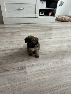 Vând pui Shih Tzu mascul - imagine 2