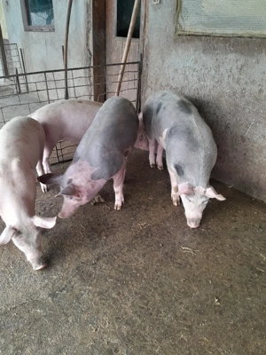 purcei de vânzare  - imagine 2