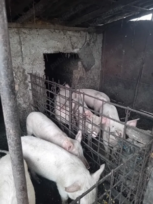 vand cal.de ham si purcei  - imagine 3