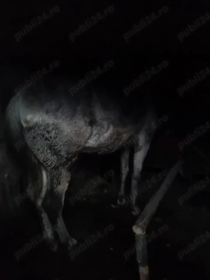 vand cal.de ham si purcei 