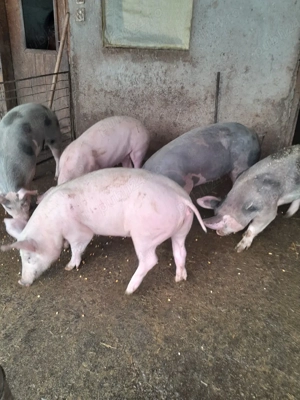 purcei de vânzare  - imagine 3