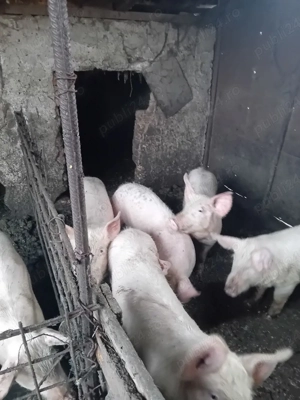 vand cal.de ham si purcei  - imagine 2