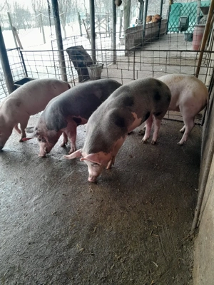 purcei de vânzare  - imagine 5