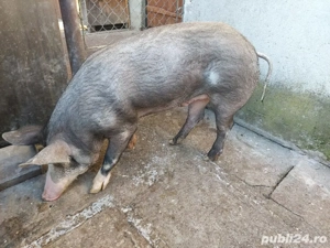 Vând porc 80-85 kg - imagine 2