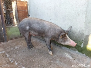 Vând porc 80-85 kg - imagine 3