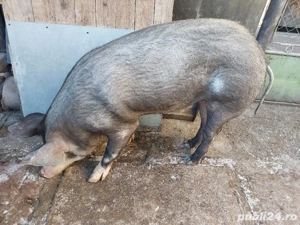Vând porc 80-85 kg - imagine 4