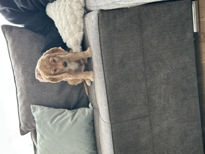 De vânzăre Cocker Spaniel