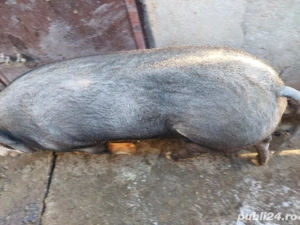 Vând porc 80-85 kg - imagine 5