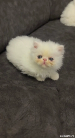 Motanel persan superb - imagine 2