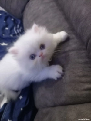 Motanel persan superb - imagine 4