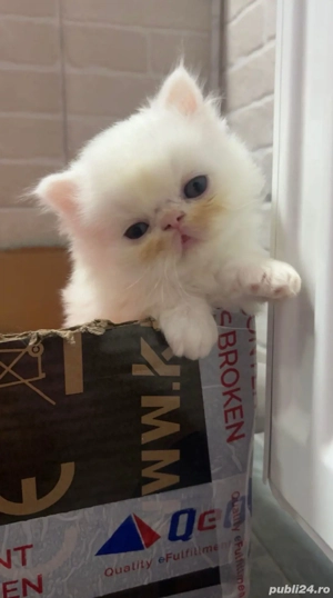 Motanel persan superb - imagine 3