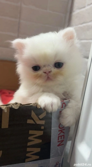 Motanel persan superb