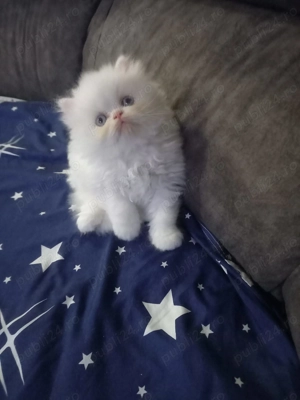 Motanel persan superb - imagine 5