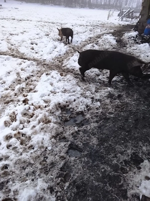 vier de vanzare - imagine 5