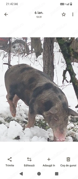 vier de vanzare - imagine 3