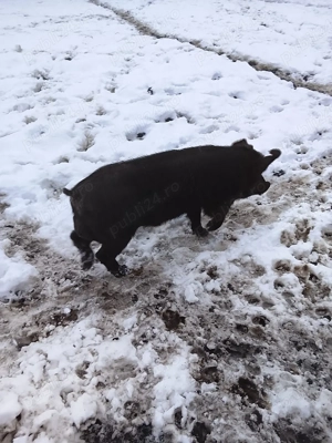 vier de vanzare - imagine 4