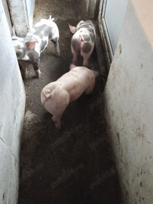 vand purcei - imagine 2