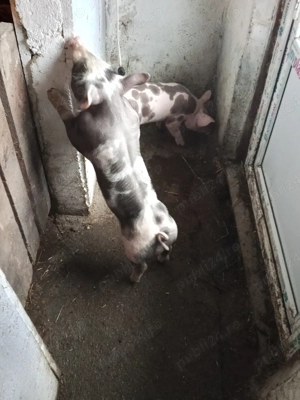 vand purcei - imagine 4