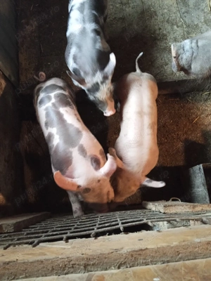 vand purcei - imagine 3