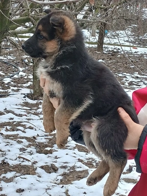 Cobanesc german  - imagine 3