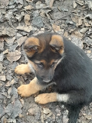 Cobanesc german  - imagine 4