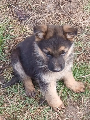 Cobanesc german  - imagine 2