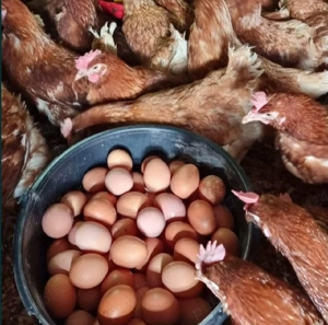 de vanzare gaini outoare - imagine 2