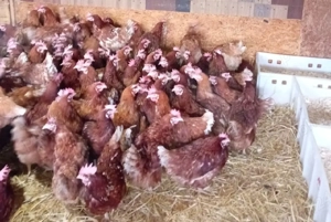 de vanzare gaini outoare