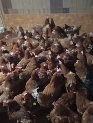 de vanzare gaini outoare - imagine 3