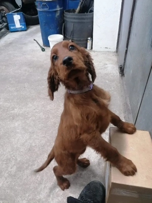 cățel deosebit de frumos, setter irlandez  - imagine 2