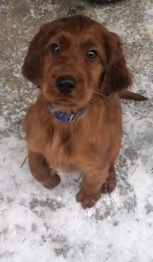 cățel deosebit de frumos, setter irlandez 