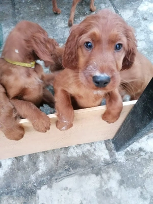 cățel deosebit de frumos, setter irlandez  - imagine 3